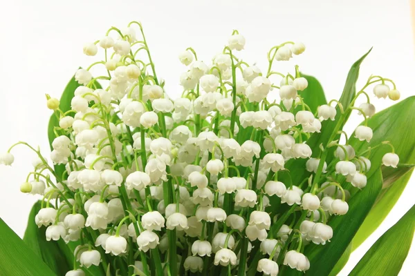 stock image Lily flowers