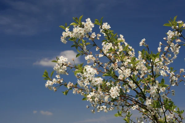 Flor de manzano — Foto de Stock