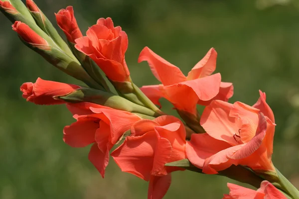 Oranžová gladiola — Stock fotografie