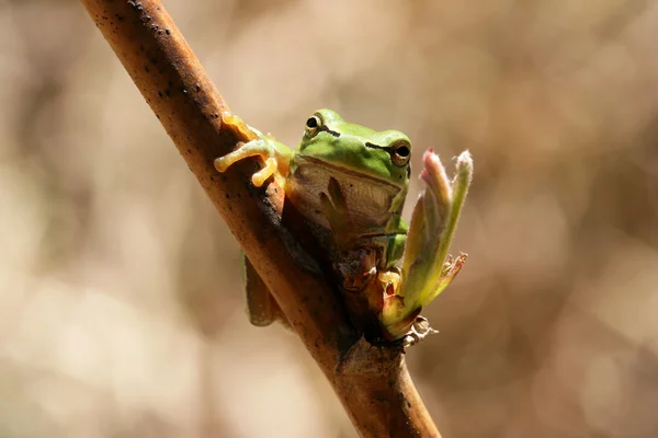 stock image Green frog