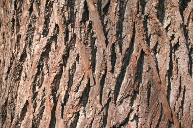 Linden tree bark clipart