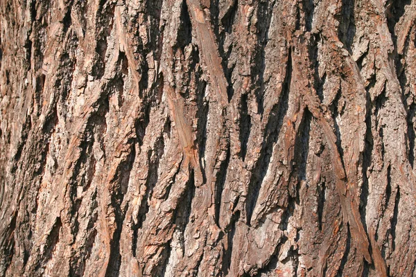 Linden stromová kůra — Stock fotografie