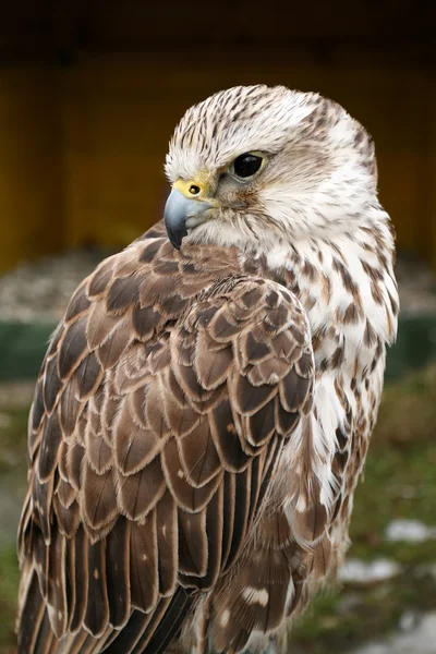 stock image Saker falcon