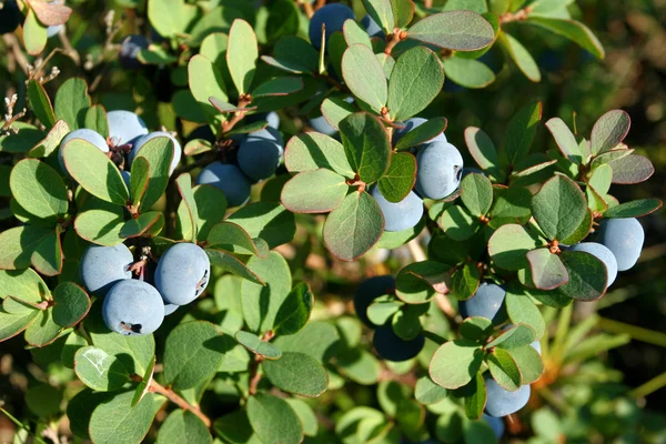 Blueberry. — Stok Foto