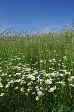 Daisys.