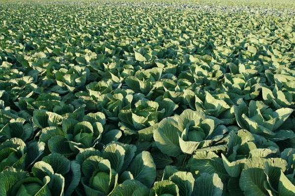 stock image Cabbages.