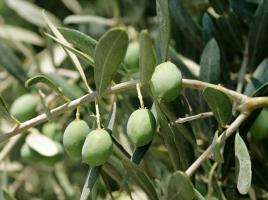 zeytin ağacı