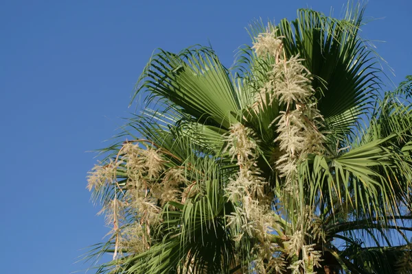 stock image Palm tree