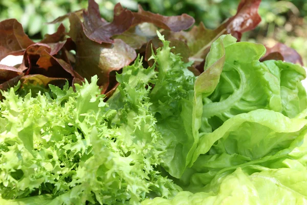 stock image Lettuce