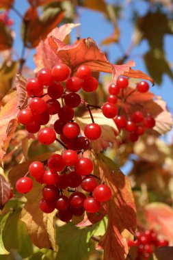 Viburnum opulus.