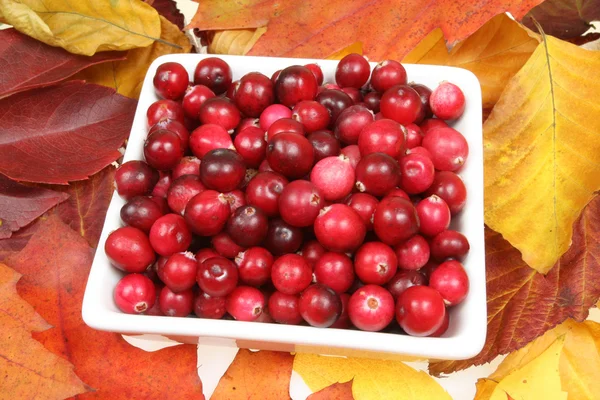 Cranberries. — Stock Photo, Image