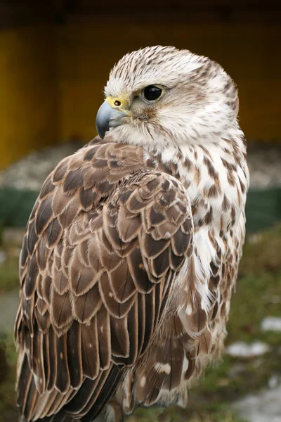 stock image Bird of prey