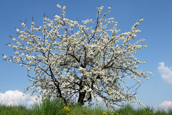 Cherry tree, blue sky, green grass - springtime