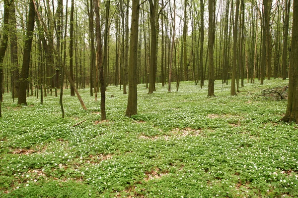 Bosque de primavera —  Fotos de Stock