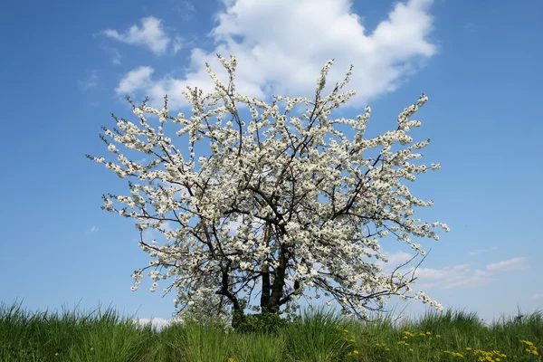 Cherry tree — Stock Photo, Image