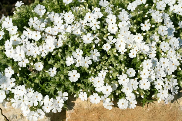 Vit phlox blommor — Stockfoto