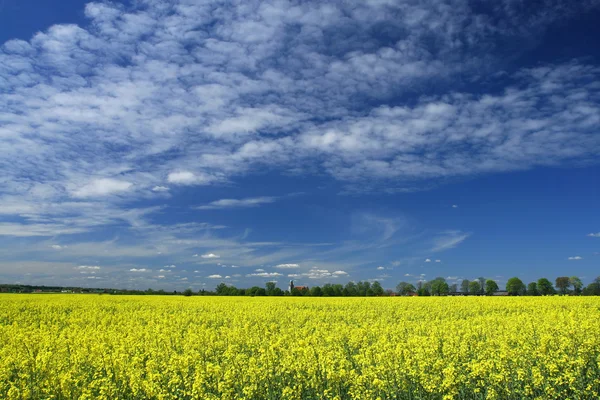 stock image Canola field