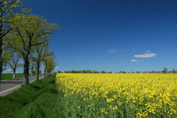 Wiosenny krajobraz — Zdjęcie stockowe