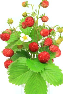 Wild strawberry clipart