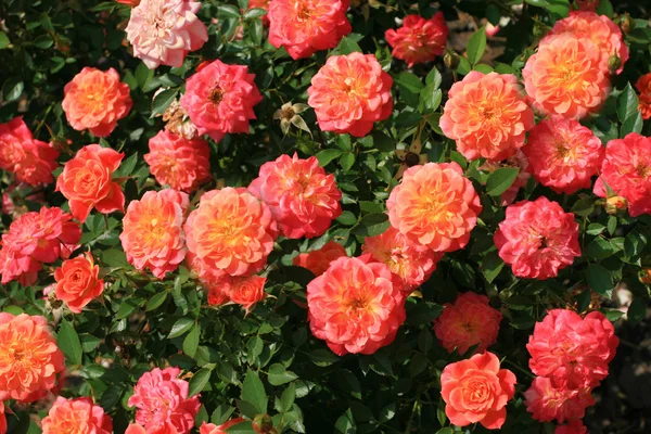 Arbusto de rosa — Foto de Stock