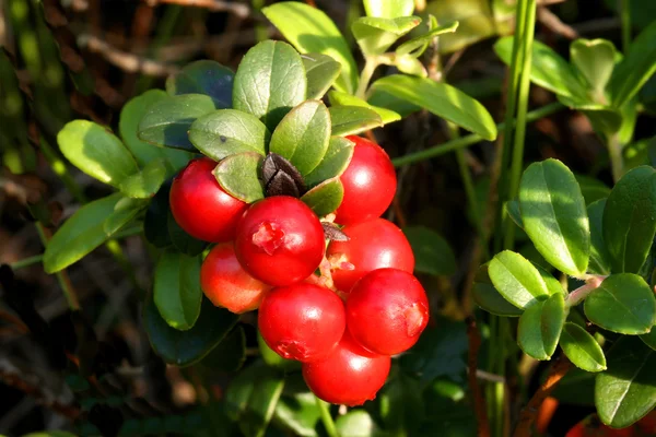 Mountain cranberry fruit — Stock Photo, Image