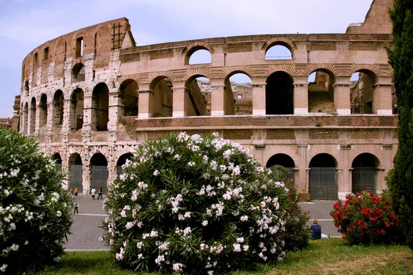 Colosseum and flowers — Stock Photo, Image