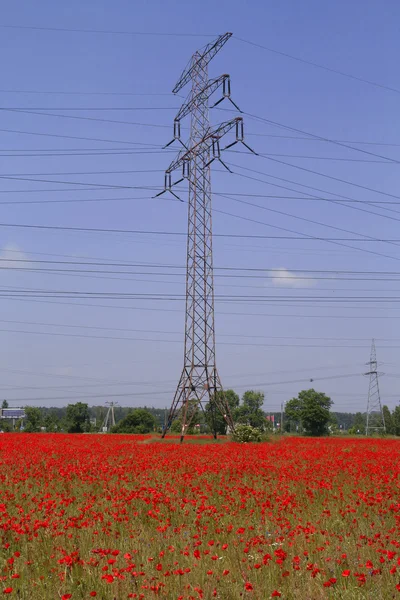 Poppy field and electricity — Stock Photo, Image