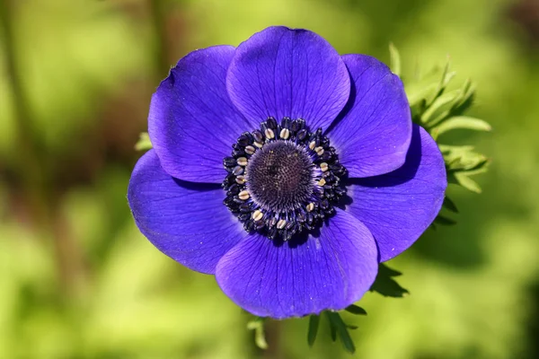 말미 잘-블루 꽃 — 스톡 사진