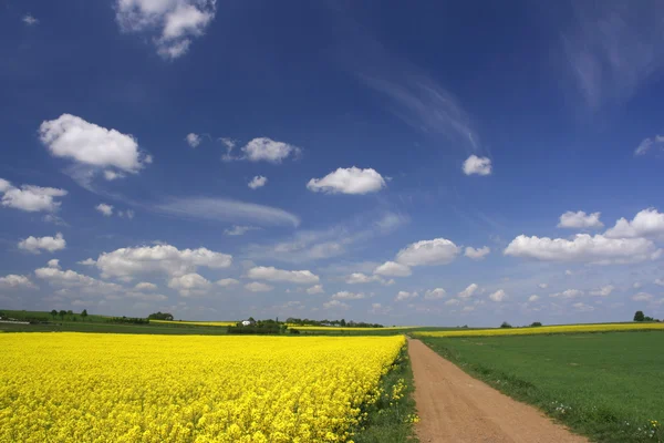 Campos de canola y cielo azul —  Fotos de Stock