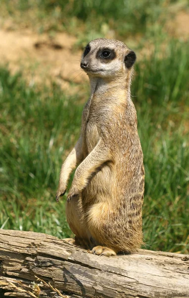 Curious meerkat — Stock Photo, Image