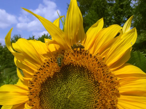 Letní slunečnice — Stock fotografie