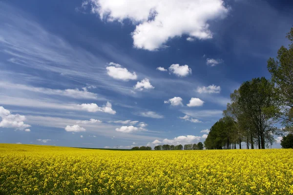 Rape field and white clouds — Stock Photo, Image