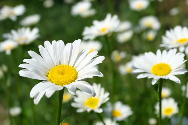 stock image Daisy