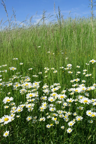 stock image Daisies.