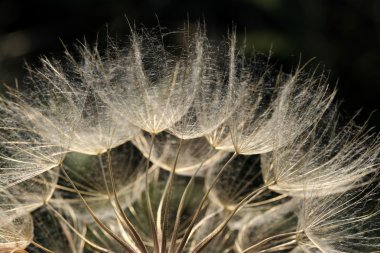 Dandelion blowball clipart