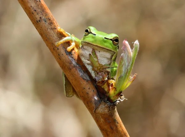 stock image Green frog