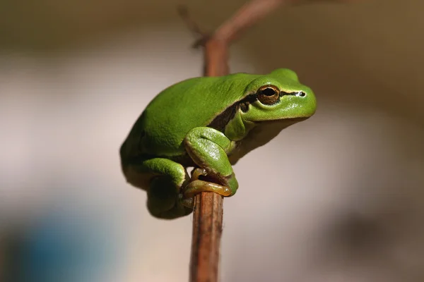 Yeşil yeşil kurbağa — Stok fotoğraf