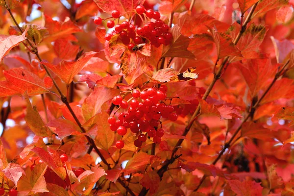 Stock image Viburnum leaves and fruit