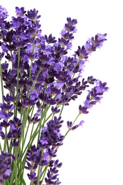 Lavendel Royaltyfria Stockfoton