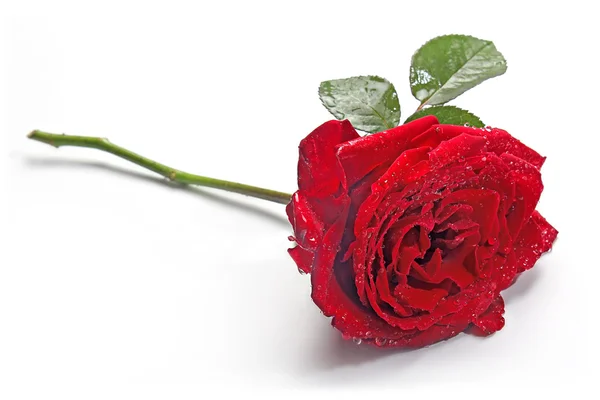 Κόκκινο τριαντάφυλλο Royalty Free Εικόνες Αρχείου