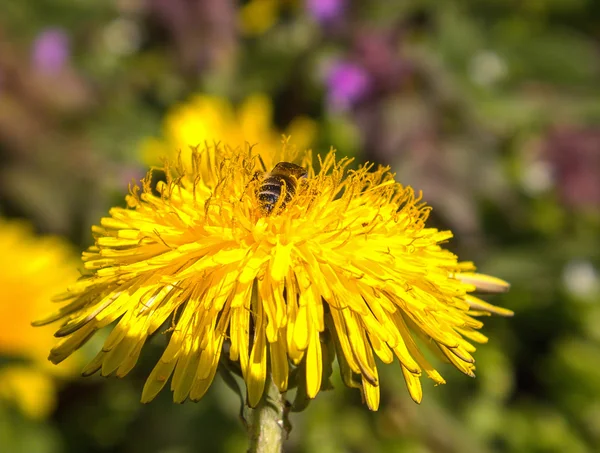 Μικρή μέλισσα σε λουλούδι — Φωτογραφία Αρχείου
