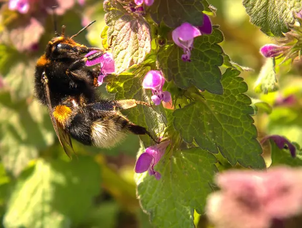 Bumblebee — Stok Foto