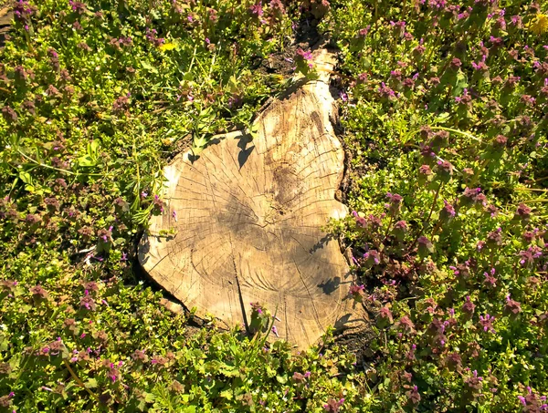 오래 된 나무를 잘라 — 스톡 사진