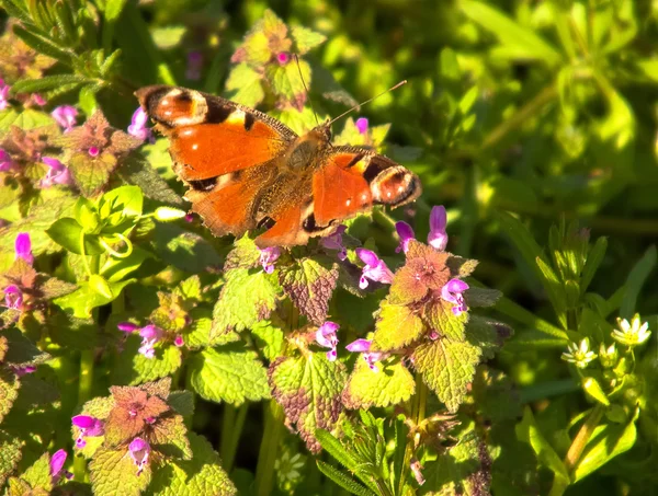 Schmetterling an der Sonne — Stockfoto