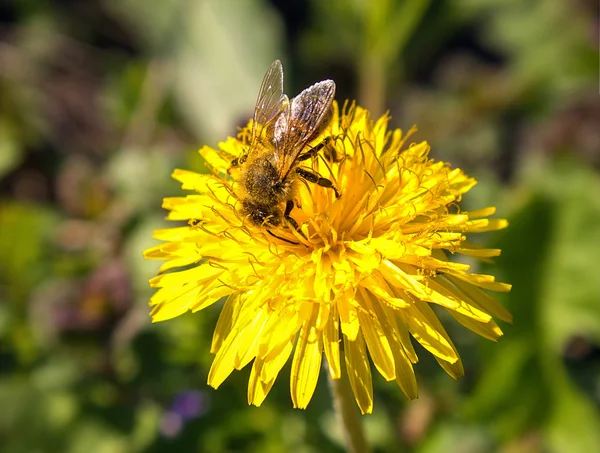 Lebah pada bunga — Stok Foto