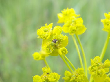 Bug in flower