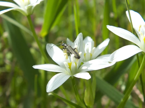 Käfer an der Blüte — Stockfoto