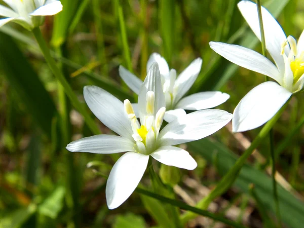 stock image White flower