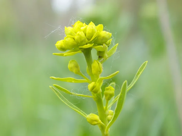 Yeşil çiçek — Stok fotoğraf