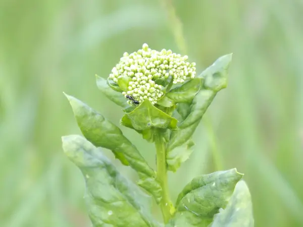 Yeşil beyaz çiçek — Stok fotoğraf